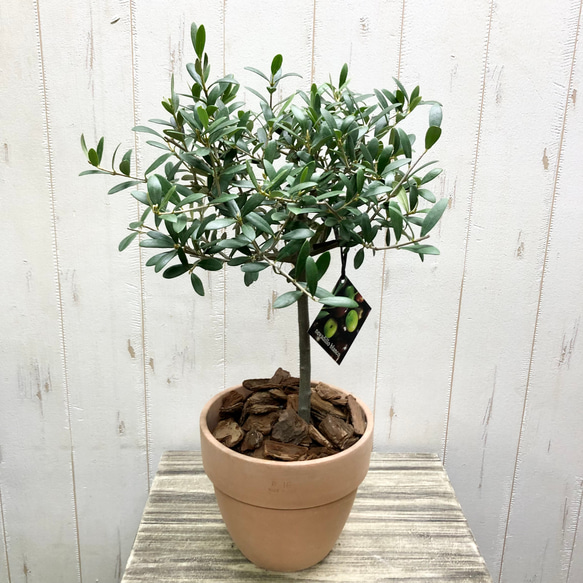 【SOUJU】オリーブ　オリーブの木　ネバディロブランコ　9号鉢　美樹形　極太④ SOUJU】オリーブ オリーブの木 ネバディロブランコ 9号鉢 美樹形