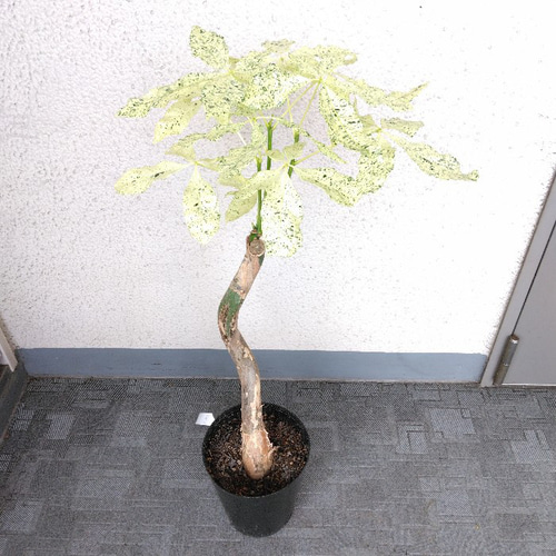 現品】希少品種 ①パキラミルキーウェイ 美斑入り 樹形綺麗 高さ