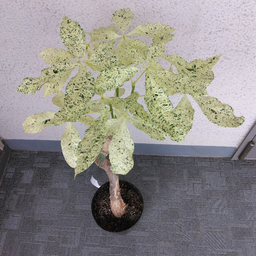 現品】希少品種 ①パキラミルキーウェイ 美斑入り 樹形綺麗 高さ約80