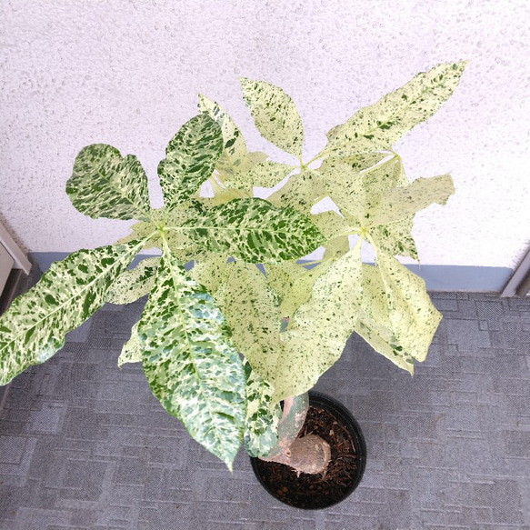 レア！パキラミルキーウェイ②