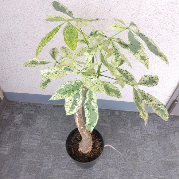 パキラ ミルキーウェイ 斑入りパキラ ③