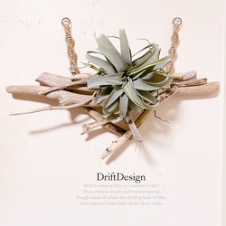 〜Drift Design〜　流木と大型キセロ造花の壁掛けデザインディスプレイ　インテリア　流木アート　グリーン　造花 4枚目の画像