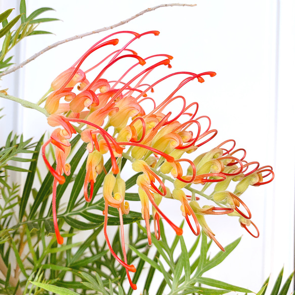 90cm グレビレア ココナッツアイス 7号 グレビレア ココナッツアイス 7