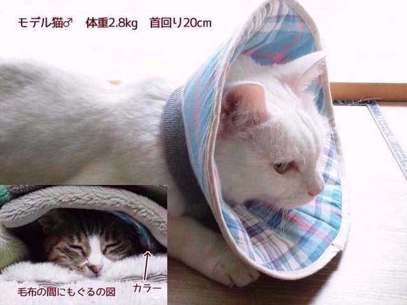 洗える猫用エリザベスカラー【蝶と苺・オレンジ】 4枚目の画像