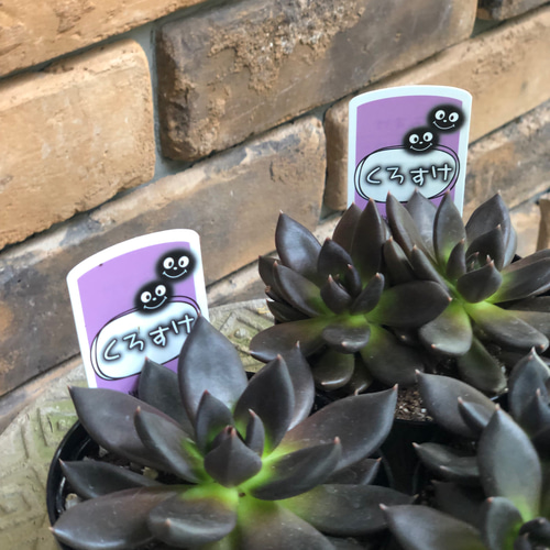 多肉植物＊エケベリア「ブラックプリンス」 ♡くろすけ♡ その他