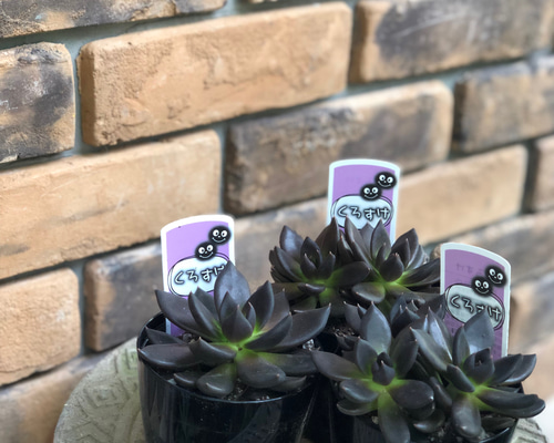 多肉植物＊エケベリア「ブラックプリンス」 ♡くろすけ♡ その他