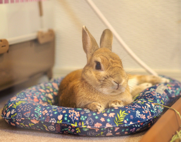 うさぎ用 ゴロンちょマット・Blooming rabbit・アイボリー(クッション、ベッド) 9枚目の画像