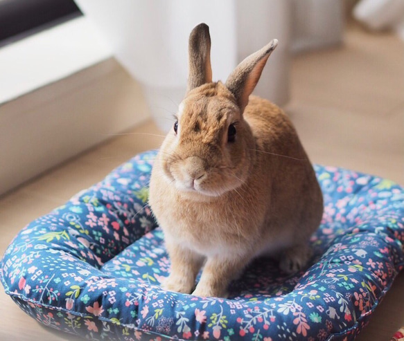 うさぎ用 ゴロンちょマット・Blooming rabbit・アイボリー(クッション、ベッド) 10枚目の画像