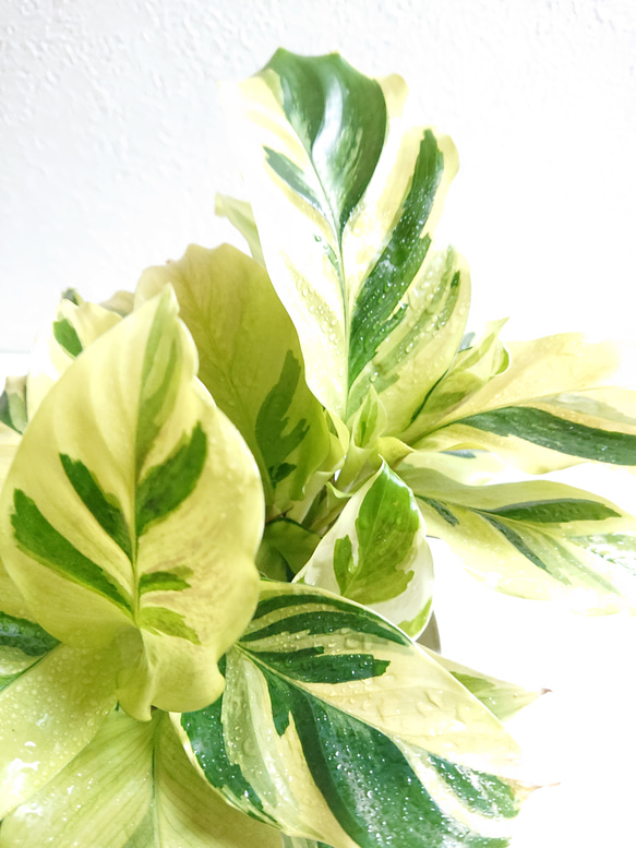 ●空気浄化植物●新作●　希少　”カラテア　ロウイサエ タイ ビューティー　鉢カバーセット（オランダ製）”　観葉植物 3枚目の画像