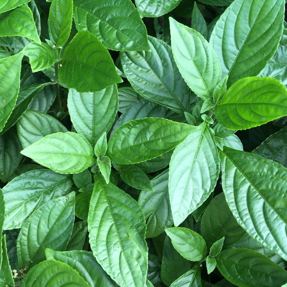 屋久島の空に包まれる草木染め木綿大判ガーゼストール（琉球藍の生葉染めブルー） 14枚目の画像