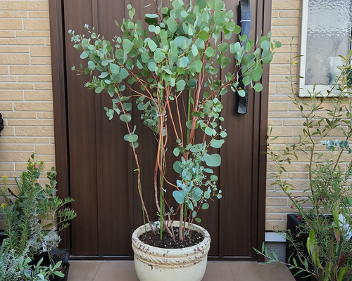 大きなユーカリの木♪オービフォリア 大型テラコッタ鉢植え 観葉