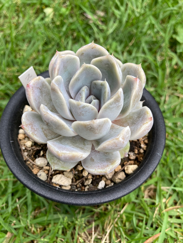 多肉 スノーバニー スノーバニー – 多肉植物の通販・販売サイト tawawa