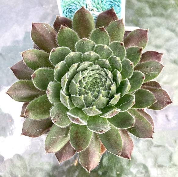 ◎ リップスティック 多肉植物 根張り良好苗 センペルビウム 多肉植物 