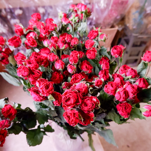 希少！！真っ赤なドライローズ！ フリーズドライフラワー スプレーバラ  