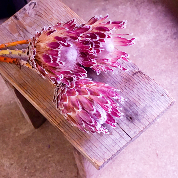 フリーズドライフラワー プロテア ジュリア freezedried flower of Protea ドライフラワー フロストクラフト 通販