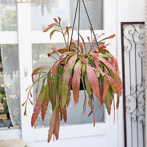 現品販売 観葉植物 リプサリス ラムローサ 7号(21cm) 吊り鉢