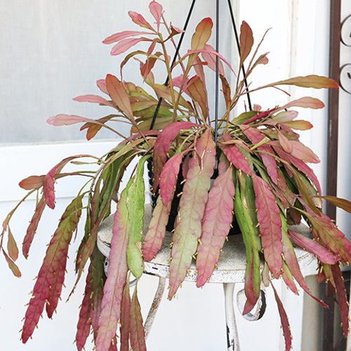 海外ブランド通販 公式サイト 観葉植物 現品販売 リプサリス 吊り鉢 7号(21cm) ラムローサ その他多肉植物