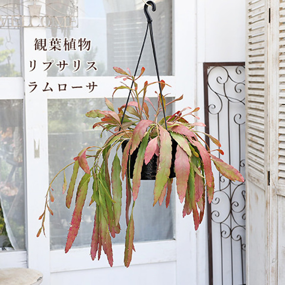 【好評にて期間延長】 現品販売 観葉植物 リプサリス ラムローサ 7号(21cm) 吊り鉢 その他多肉植物