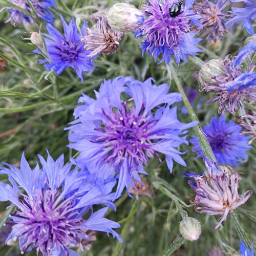 矢車草様♡オーダー用矢車草様オーダーページ