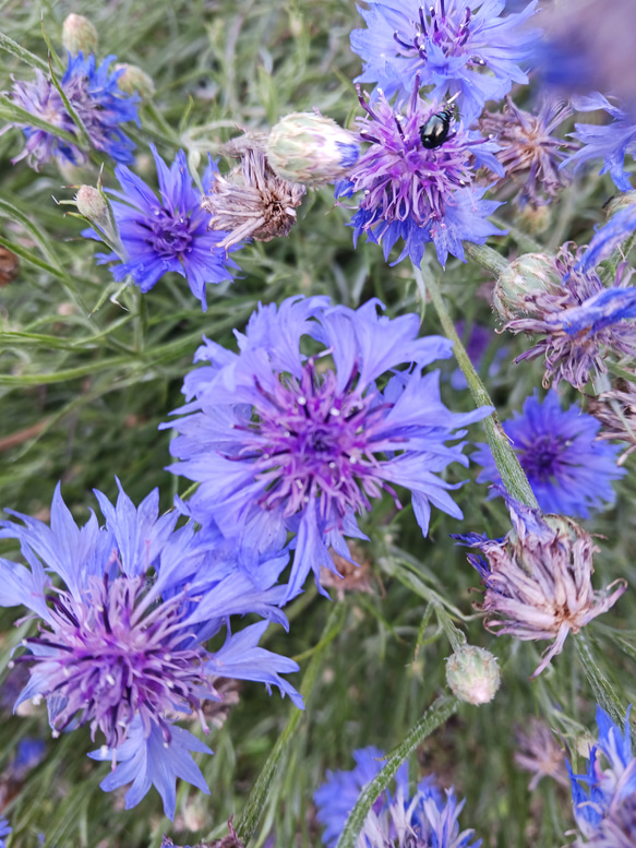 矢車草の種 その他素材 handmadeマメ 通販 16027914｜Creema(クリーマ