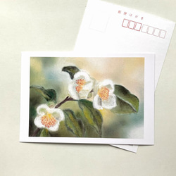 ２０３　選べるポストカード　楚々茶の花　5枚セット 1枚目の画像