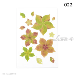 022 葉桜の咲くころ 植物ポストカード【日本郵便クリックポスト対応：可/1通40枚まで】サクラ 花柄 2枚目の画像
