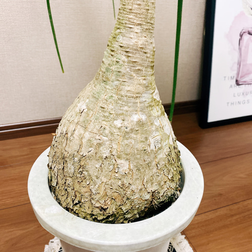 【現品】トックリラン/ノリナ/ポニーテール　7号　黒鉢（1） 現品】トックリラン/ノリナ/ポニーテール 7号 黒鉢（1） : 花の