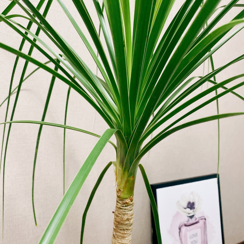 現品］トックリラン ポニーテール 7号 ノリナ 観葉植物 室内