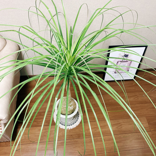 現品］トックリラン ポニーテール 7号 ノリナ 観葉植物 室内 大型 プラ