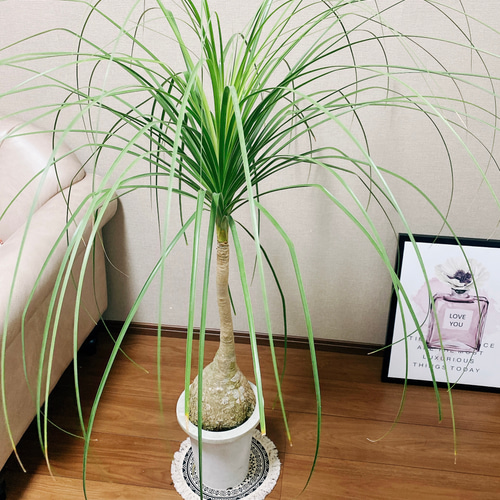 現品］トックリラン ポニーテール 7号 ノリナ 観葉植物 室内 大型 プラ