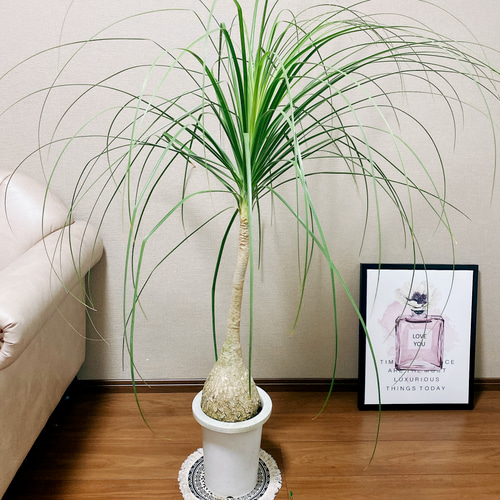 現物「トックリラン・ポニーテール」９号 観葉植物 ポニーテール(トックリラン) 【観葉植物 9号／1個売り