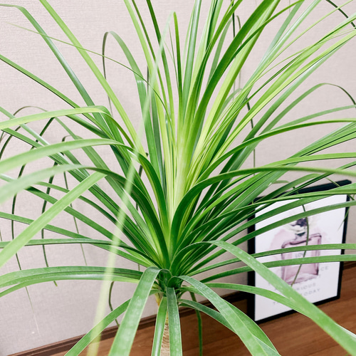 現品］トックリラン ポニーテール 7号 ノリナ 観葉植物 室内