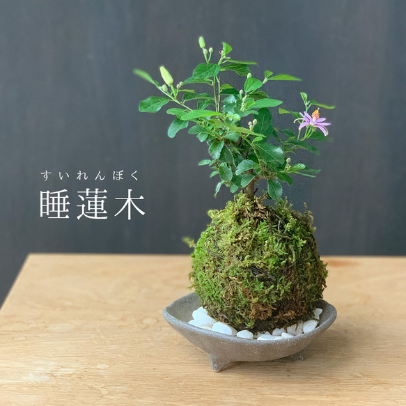 毎年5月から夏ごろに美しい花が楽しめる【睡蓮木（スイレンボク