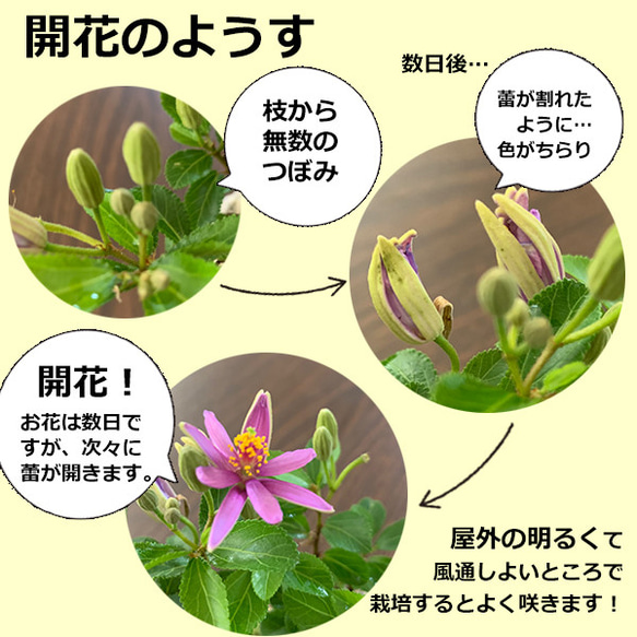 母の日の贈り物にも。毎年5月から夏ごろに美しい花が楽しめる【睡蓮木（スイレンボク）の苔玉・三つ足灰器セット】 9枚目の画像