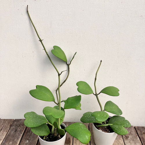 人気のホヤ♪ハートホヤ♪カーリー♪かわいいホヤ♪観葉植物