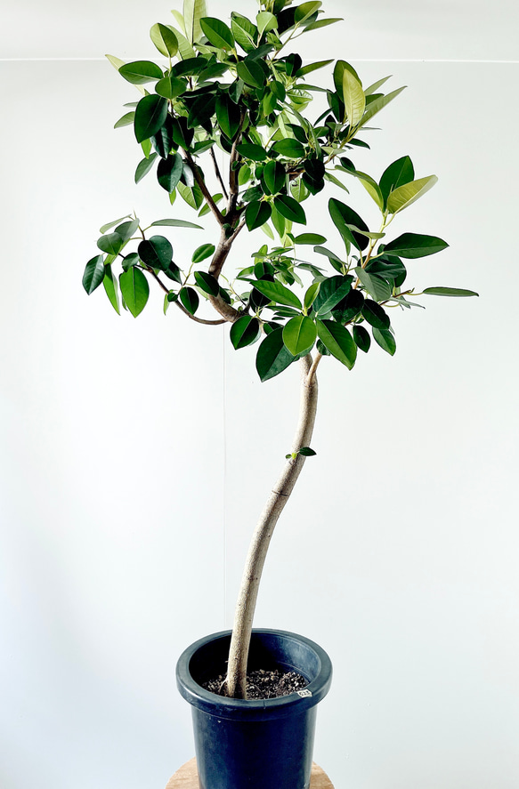 6/28撮影 #523 フランスゴム フィカス ルビキノーサ 曲がり 観葉植物