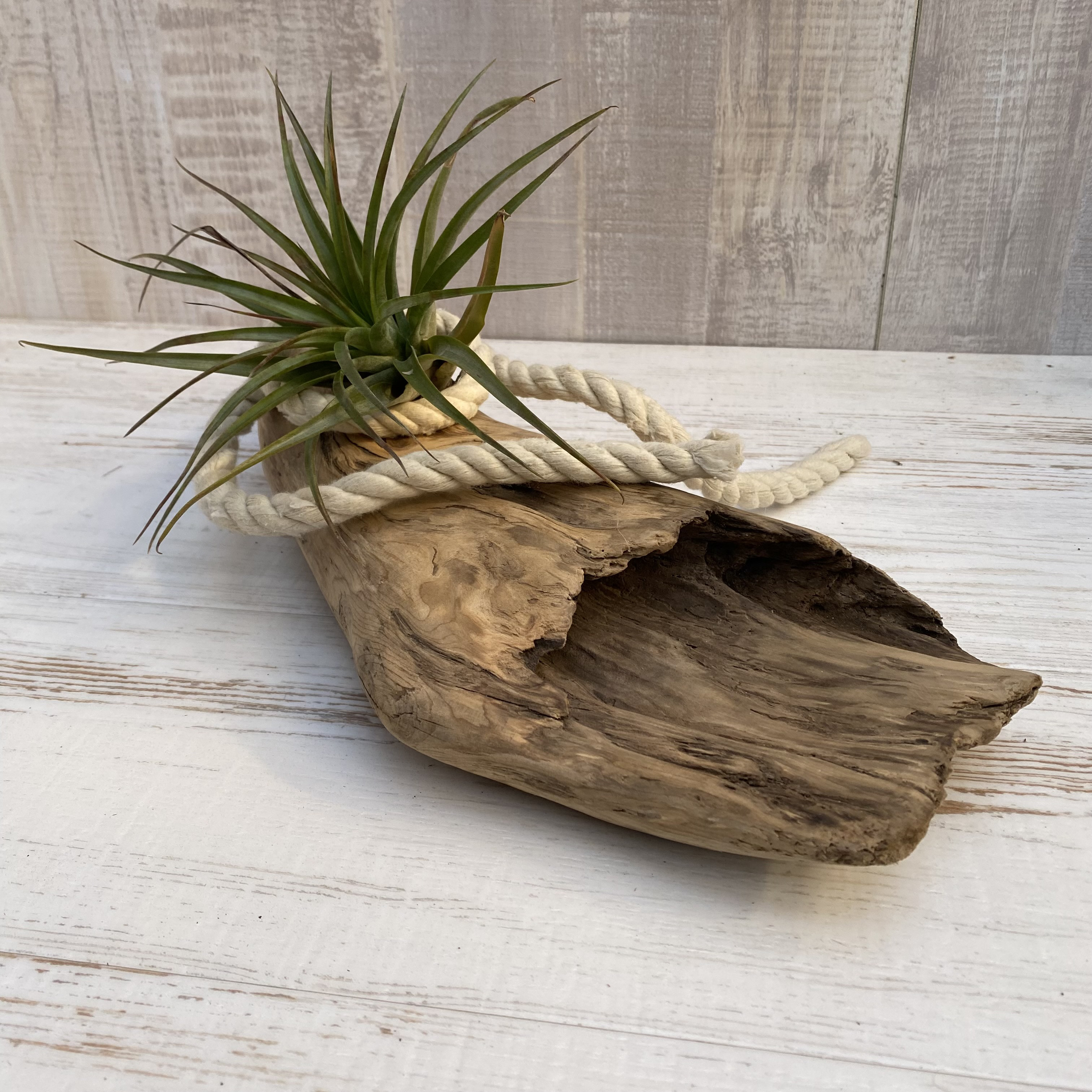 流木インテリア オブジェ ディスプレイ　1070200002