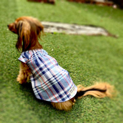 マドラスチェック　ワンピース　夏服　夏の洋服　犬服　犬の服　ドックウェア　dogwear 散歩着　オシャレ犬服　かわいい 1枚目の画像