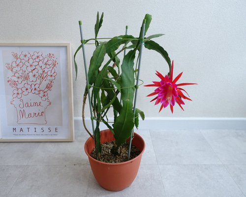 メル85316　クジャクサボテン　紅心　発根済み メル85316様専用 クジャクサボテン 紅心 発根済み