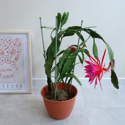 クジャクサボテン ワイン 蕾付き♫ 苗 サボテン エピフィラム〈月下