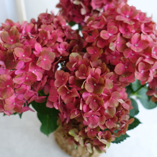 大人のアンティークカラー♡ マジカルチョコレート 紫陽花 苗 苗木