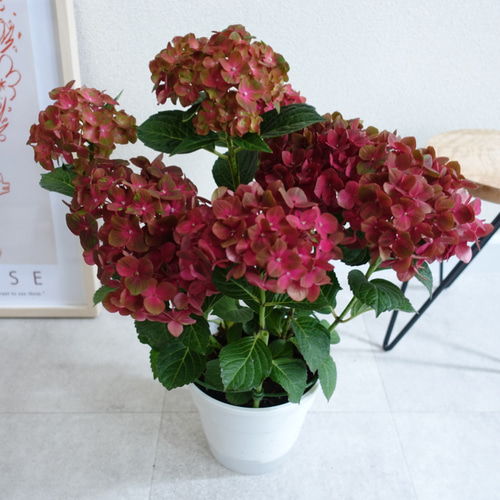 【花苗】4鉢限定　紫陽花　マジカルチョコレート　④ 特大花　正規品　タグ付き アジサイ マジカルチョコレート○4号 希少 良苗 紫陽花 マジカル