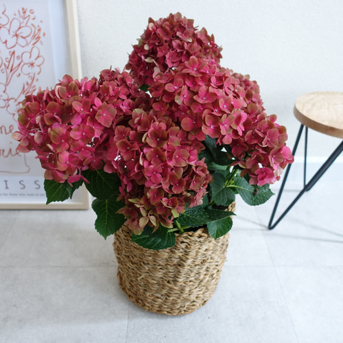 大人のアンティークカラー♡ マジカルチョコレート 紫陽花 苗 苗木