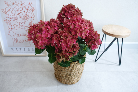 大人のアンティークカラー♡ マジカルチョコレート 紫陽花 苗 苗木