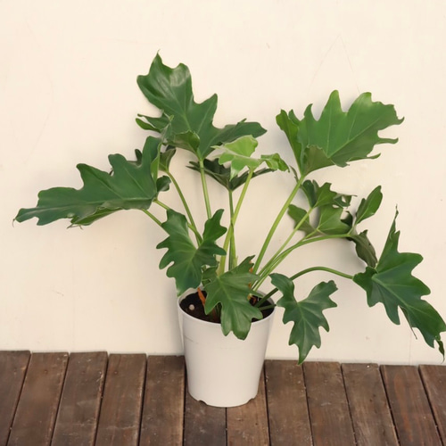 フィロデンドロン セローム　♻️リユース観葉植物 Philodendron 'Selloum' フィロデンドロン セローム – THE PLANT