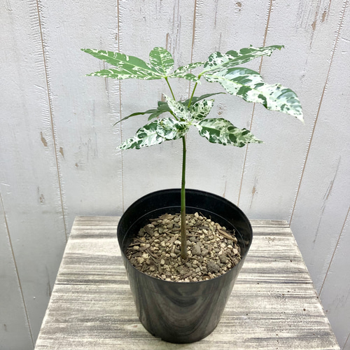【希少】パキラ ミルキーウェイ 実生 新芽 観葉植物　580 楽天市場】『「パキラ ミルキーウェイ」実生苗 斑入り 』2.5号