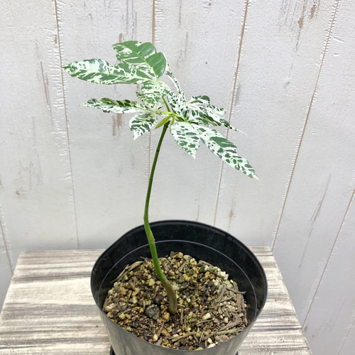 超希少〕パキラ ミルキーウェイ 曲がり 極斑