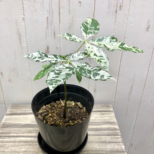 パキラ ミルキーウェイ 5 送料無料 パキラ・ミルキーウェイ 5号 斑入り