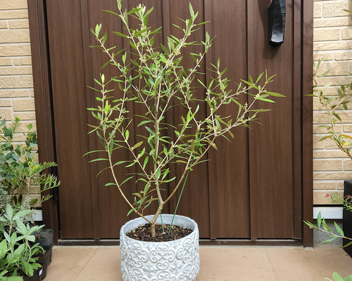 蕾いっぱい♡ 大きめ♪オリーブの木 エルグレコ エレガント鉢植え 苗