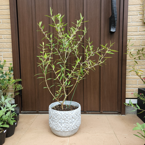 蕾いっぱい♡ 大きめ♪オリーブの木 エルグレコ エレガント鉢植え 苗